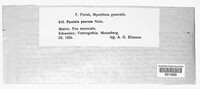 Puccinia poarum image